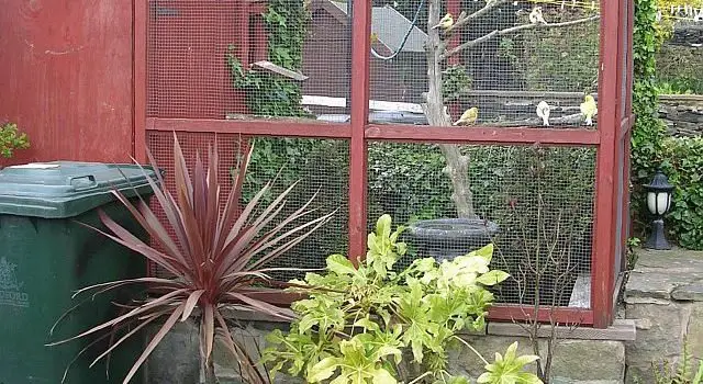 quaker parrot aviary