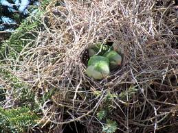 quaker parrot nest