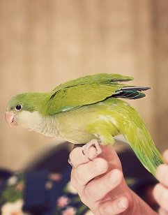 quaker parrot training