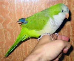 quaker parrot training