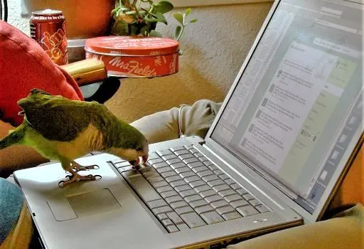 quaker parrot intelligence