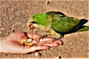 quaker parrot care