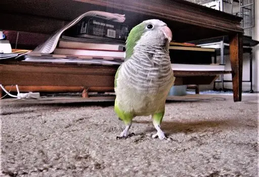 quaker parrot