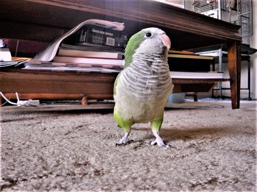 quaker parrot