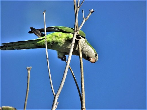 quaker parrot stick