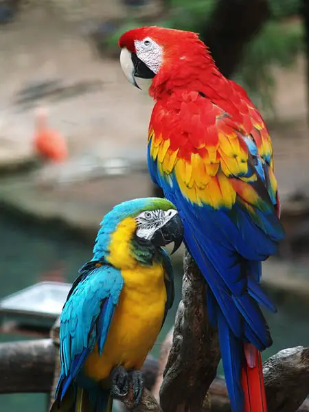 quaker parrot comparison