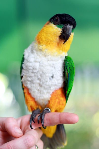 black headed caique