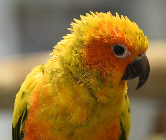 sun conure color