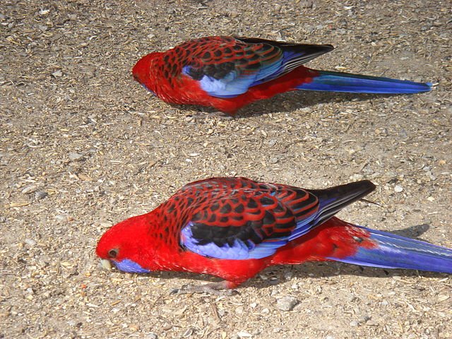 crimson rosella mutation