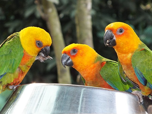 sun conure diet