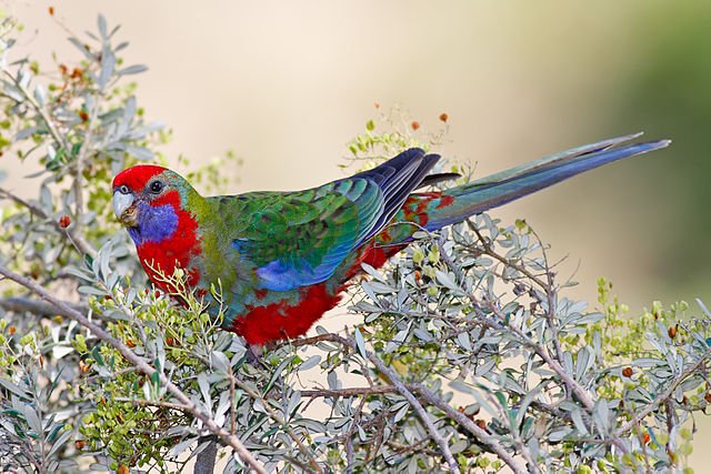 crimson rosella eating