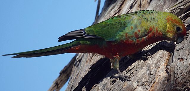 western rosella diet