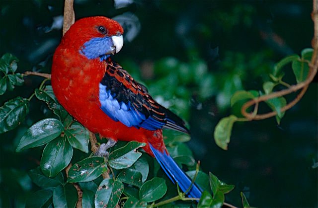 crimson rosella colors