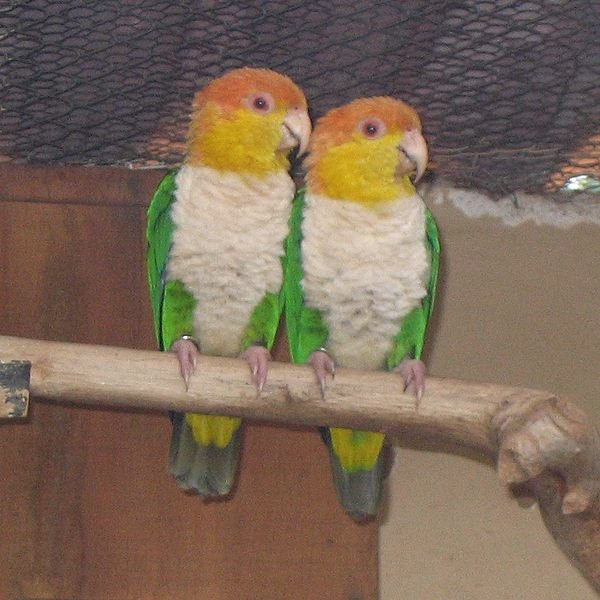 caique mating