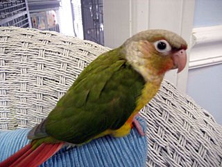 Pineapple Conure