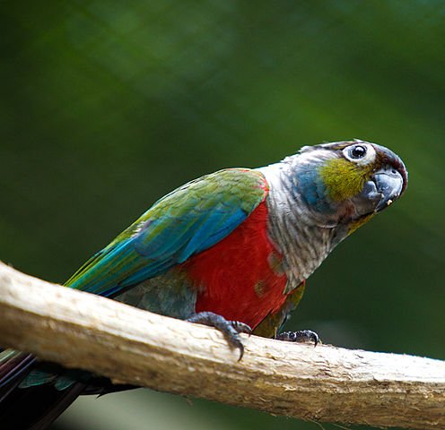 crimson bellied conure