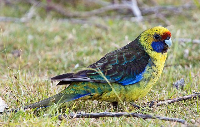 Green Rosella Diet Lifespan