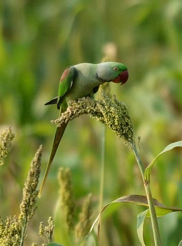 alexandrine parrot feeding