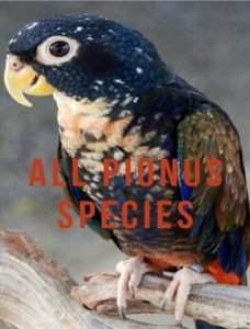 Pionus Archives - Parrot World