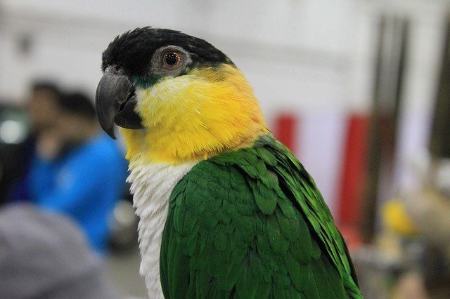 caique gender