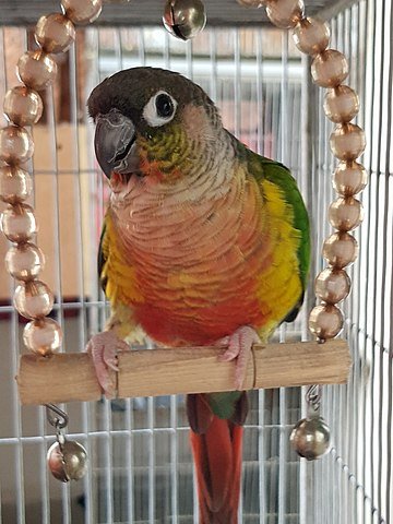 green cheek conure talking