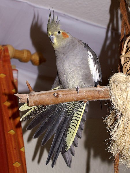 cockatiel lifespan