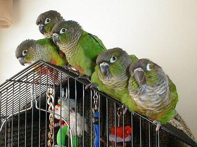 green cheek conure