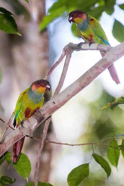 blue throated conure