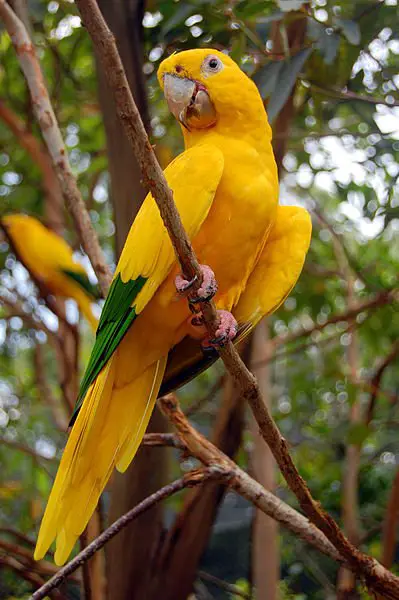 golden conure