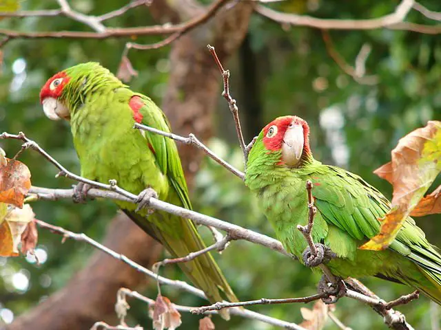 cherry head conure