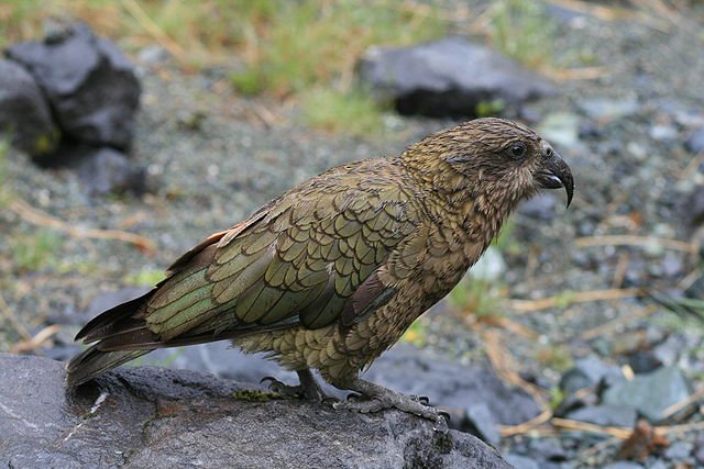 intelligent parrots kea