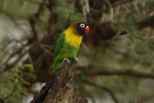 masked lovebird