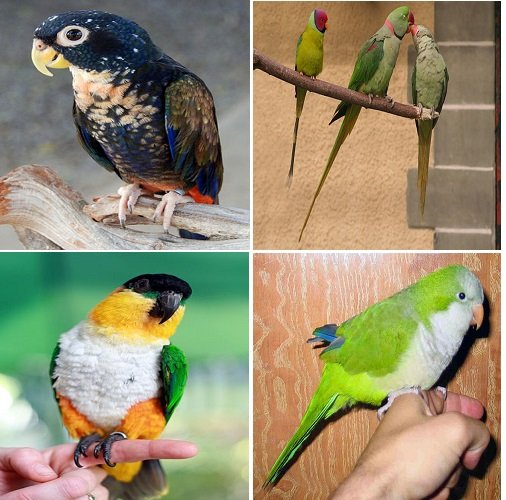 best beginner parrot list