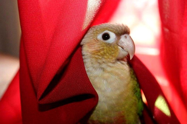 cinnamon conure