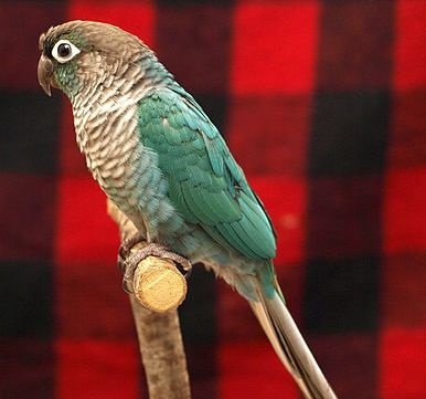 turquoise conure