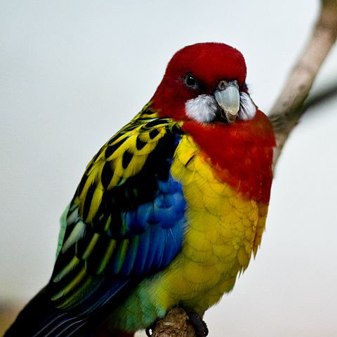 eastern rosella color