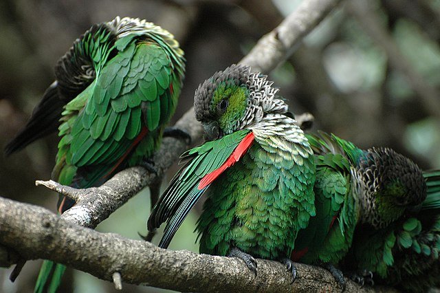 Black Capped Conure