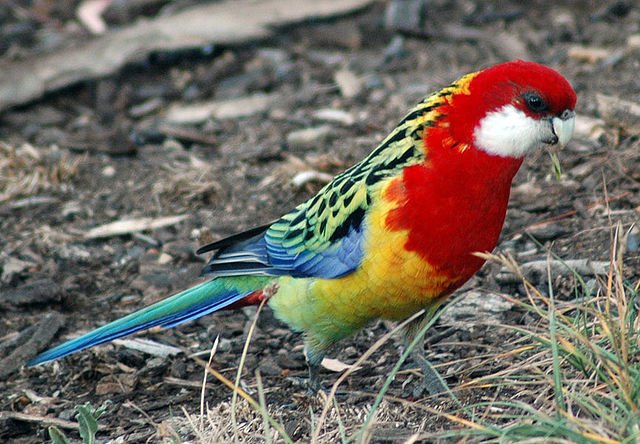 Eastern Rosella all about