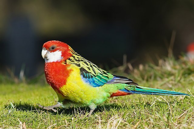 Eastern Rosella Female