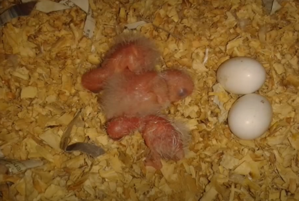 green cheek conure baby