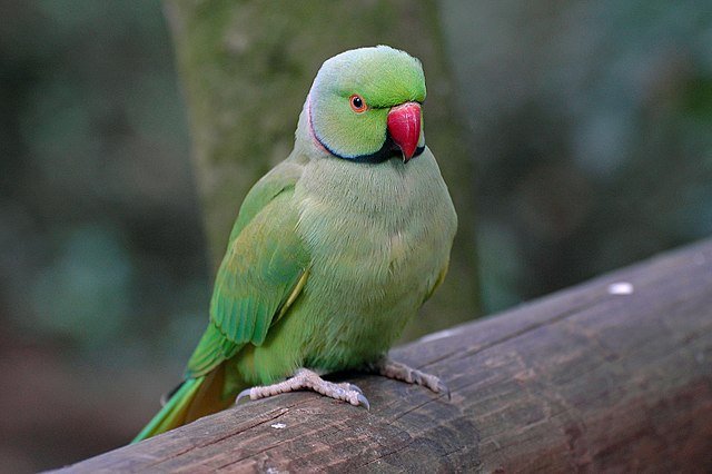 Indian Ringneck Parakeet