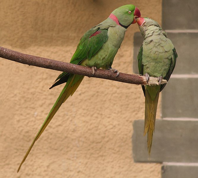 alexandrine parakeet pair