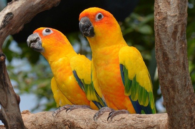 sun conure pair