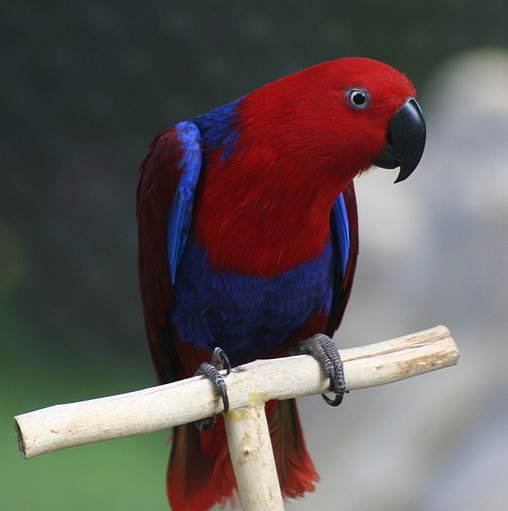 Eclectus Parrot Female