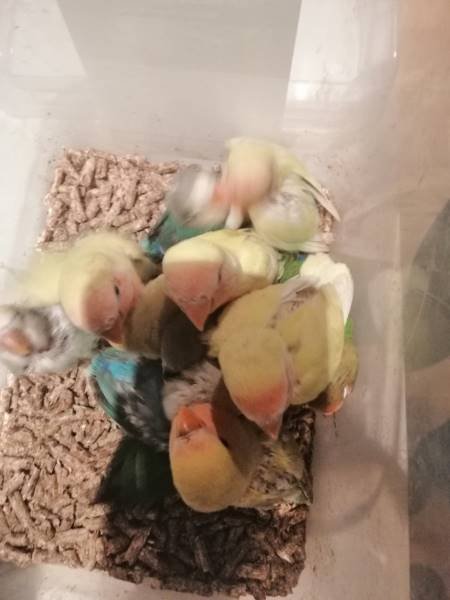 Lovebird Breeding