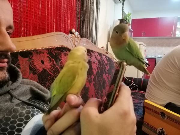 Tame Lovebirds resting with human