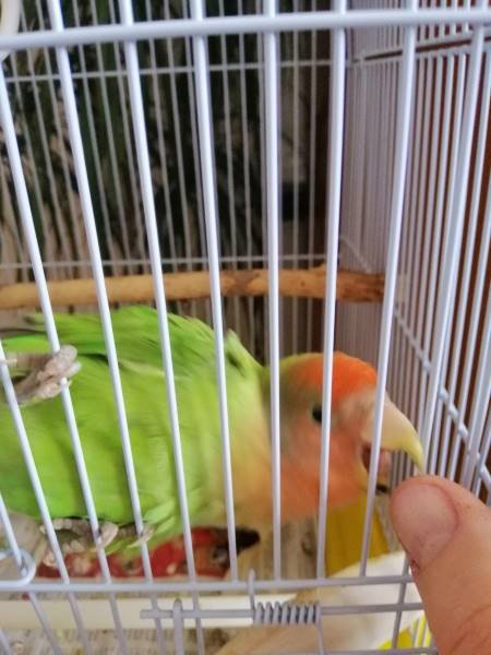 Lovebird biting