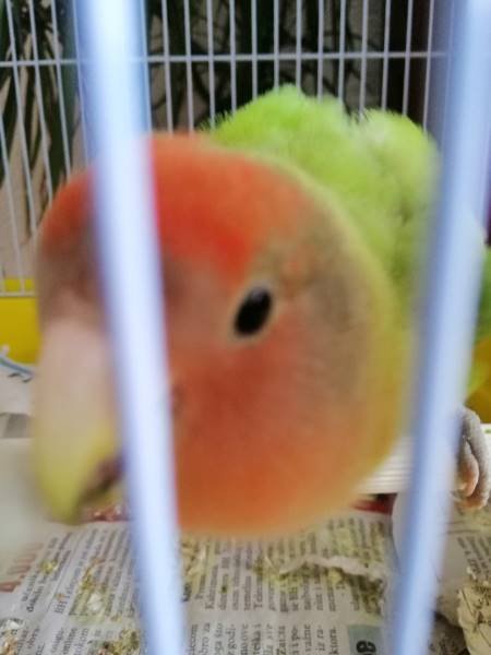 Lovebird Cage