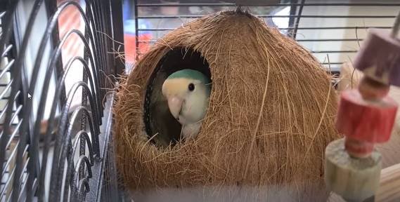 lovebird loves to hide