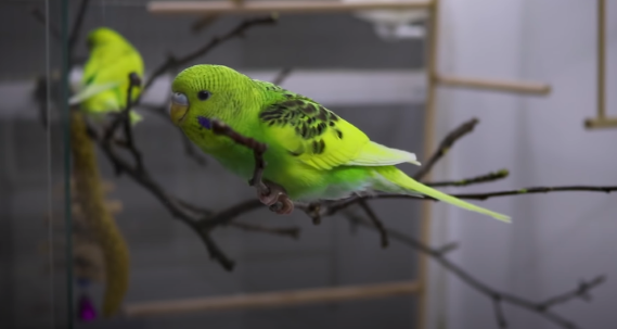 Tree Branch as Parrot Perch